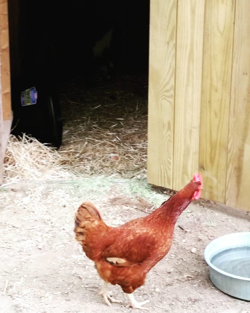 Confession: I Turned My Hens into Pirates | Community Chickens