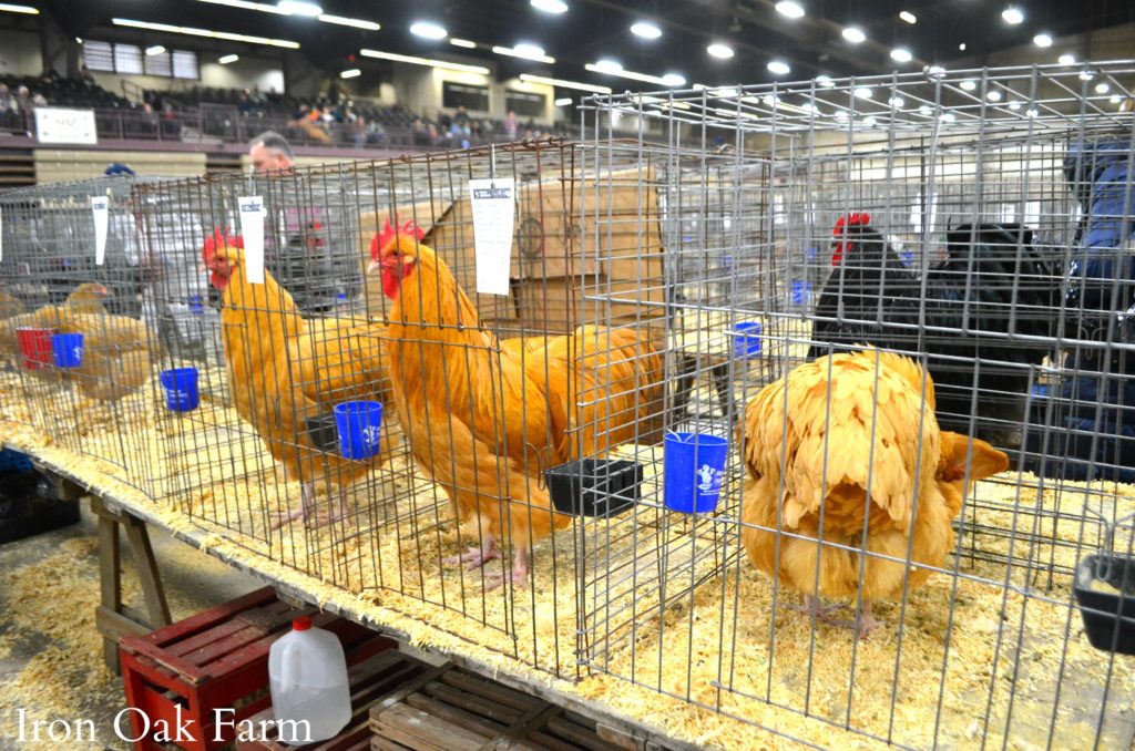 Attending the Ohio National Poultry Show Community Chickens