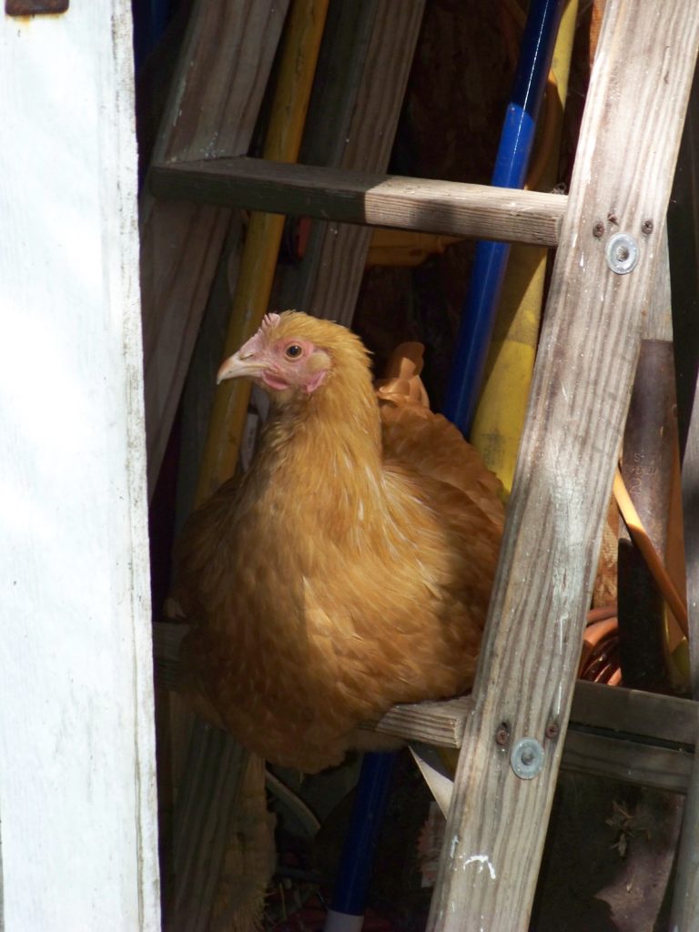 4 Ways to Breed a Chicken | Community Chickens