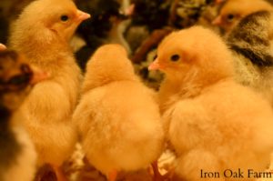 4 Ways To Breed A Chicken Community Chickens