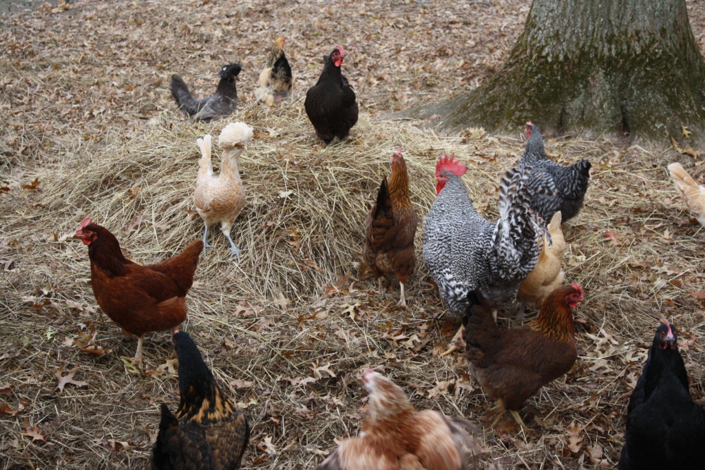 Breeds That Work For Your Needs! | Community Chickens