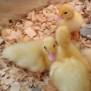 Muscovy ducklings