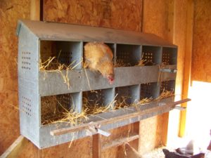 6 Things Every Chicken Coop Needs Community Chickens