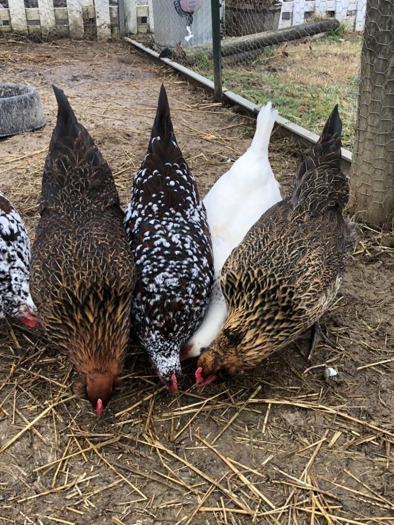 Easter Egger Chickens and Blue Eggs | Community Chickens