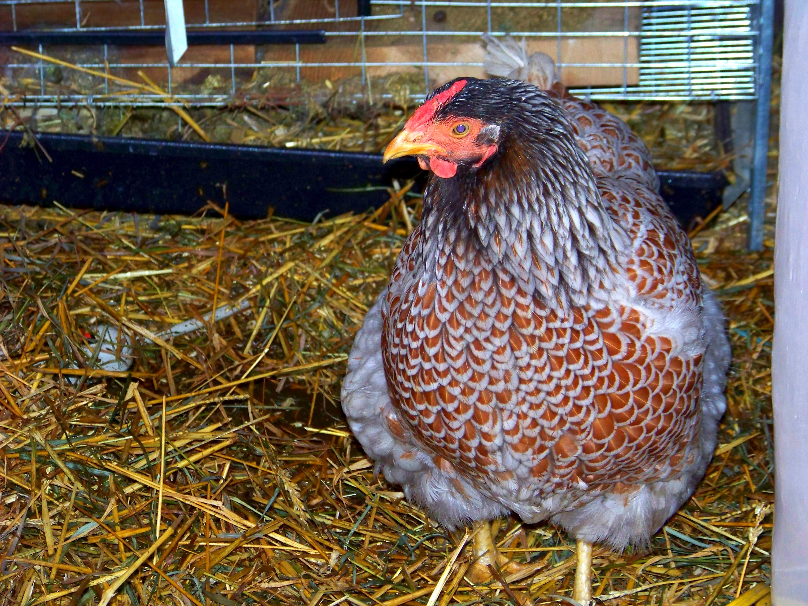 Blue Laced Red Wyandotte Community Chickens