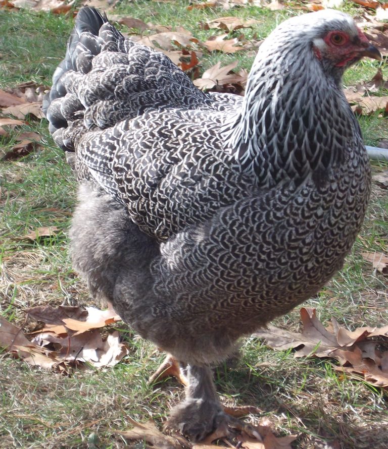 Poultry Predators and Your Best Defense from Them | Community Chickens