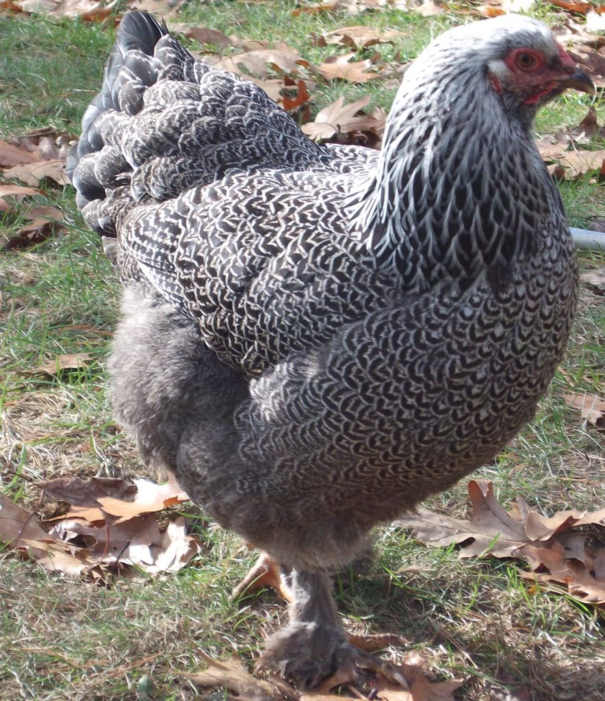 Poultry Predators And Your Best Defense From Them 