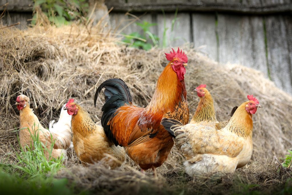 flock of chickens