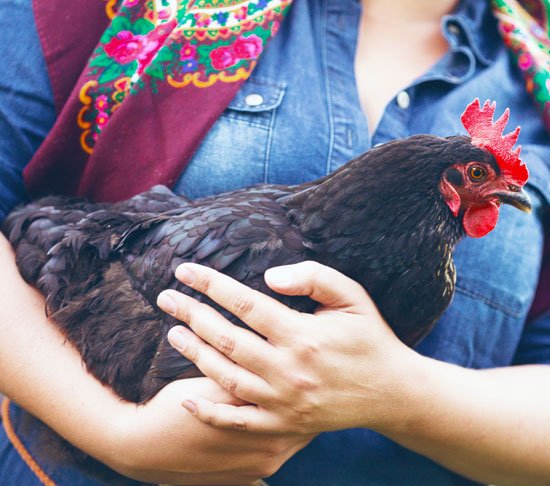 Chicken in Hands