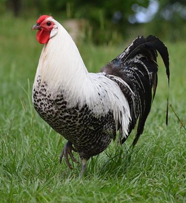 Download Breed Profile Deathlayers Community Chickens