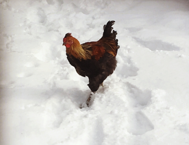 5 Practical Winter Care Tips To Keep Your Chickens Healthy & Happy 