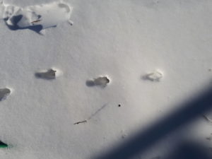 Fox footprints