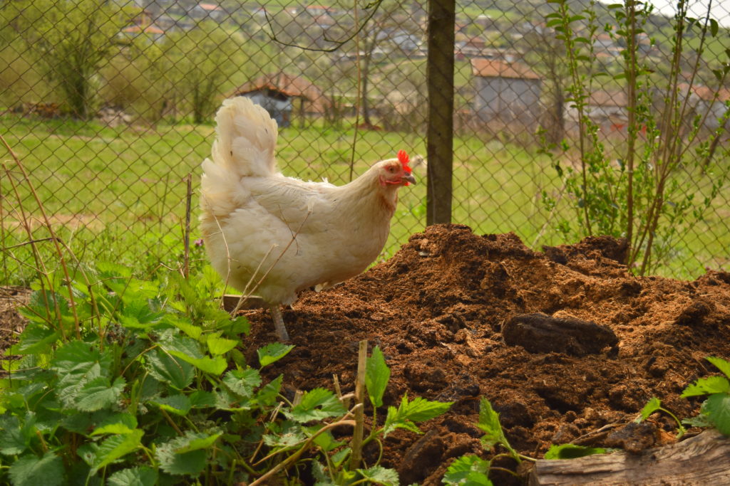 Chickens and Composting: Stirring It Up | Community Chickens