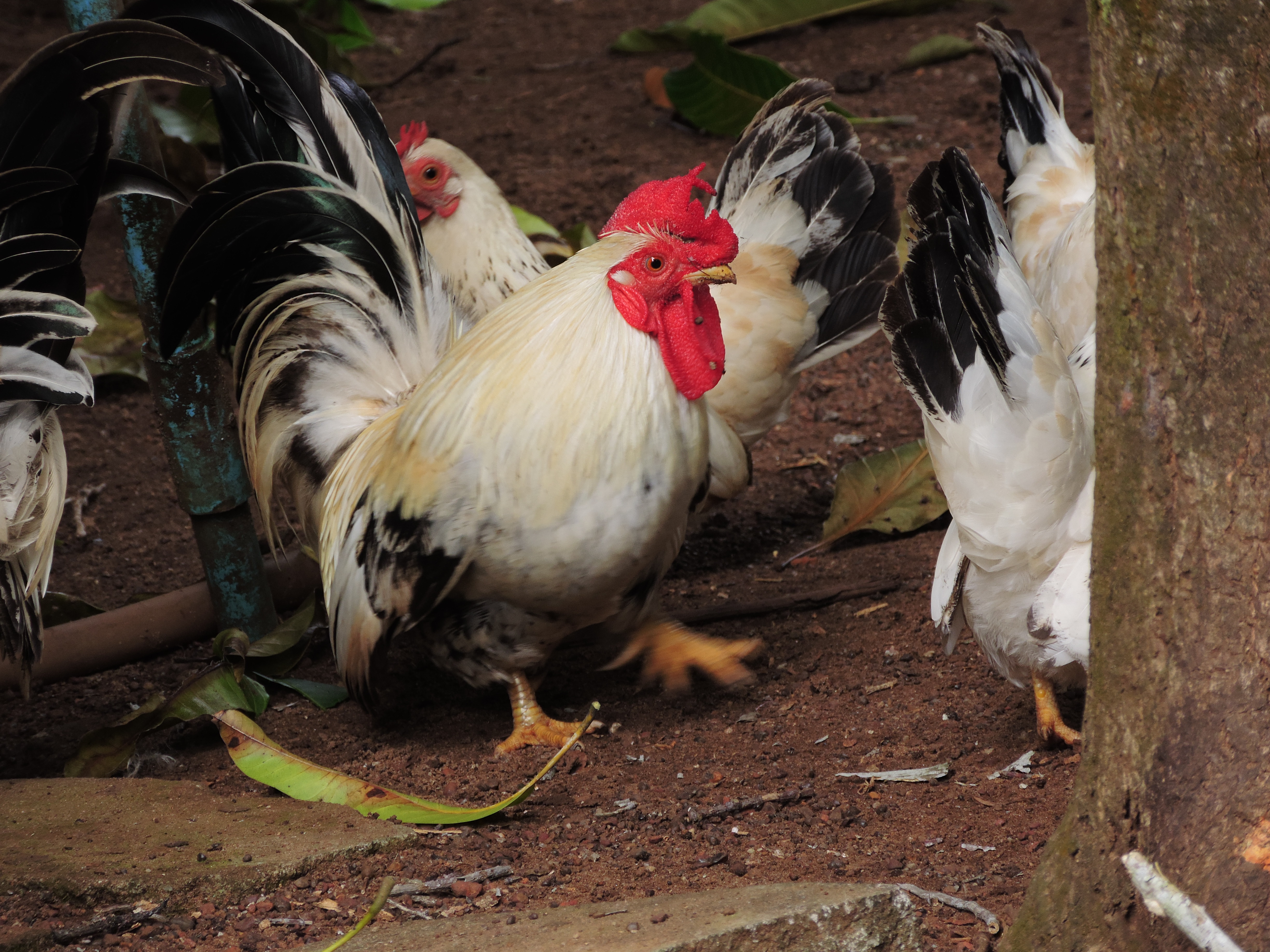 Dorking chicken Community Chickens