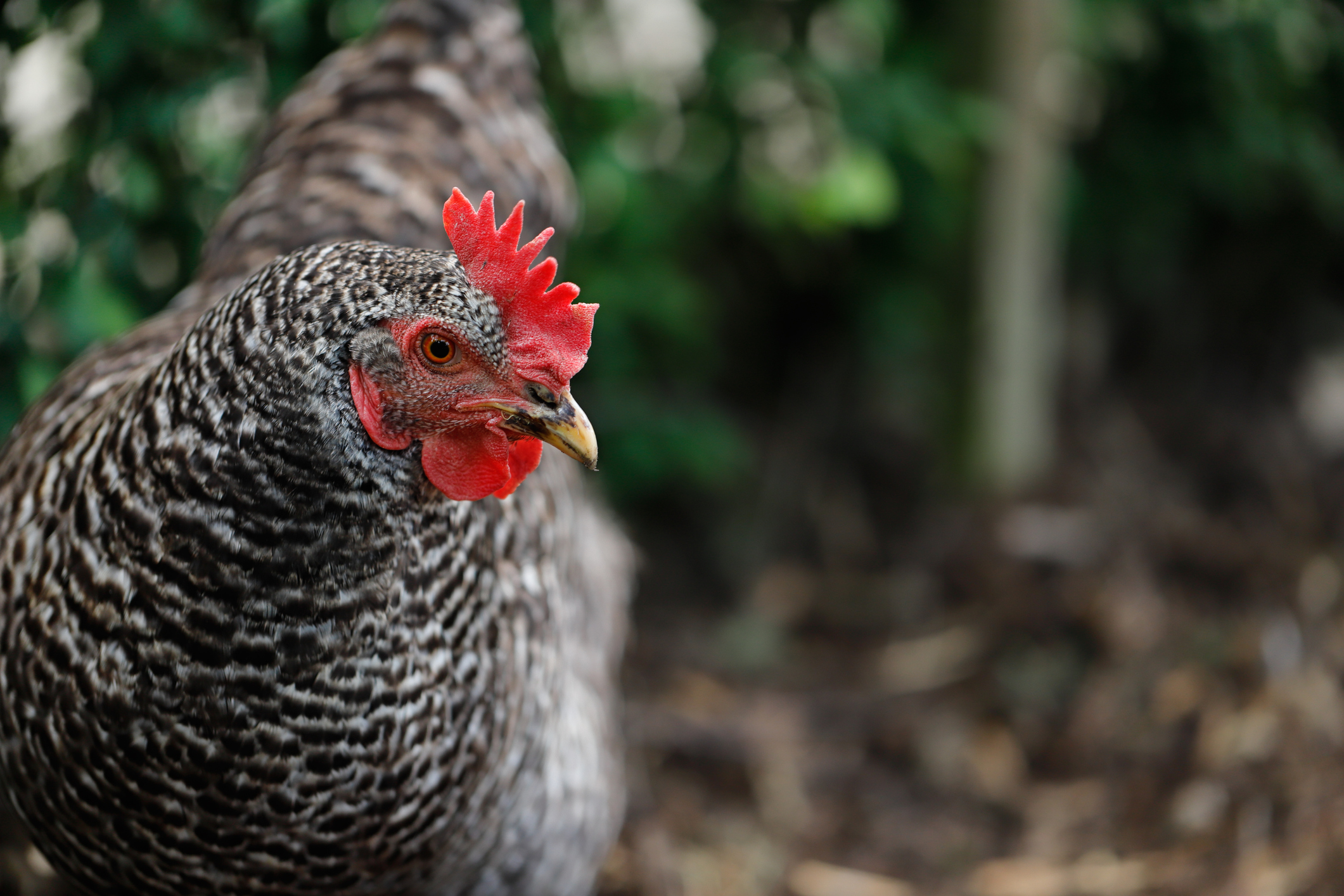 Plymouth Rock Chicken | Community Chickens