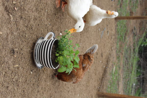 Create an inviting duck habitat 2 - Ducks snacking on potted herbs