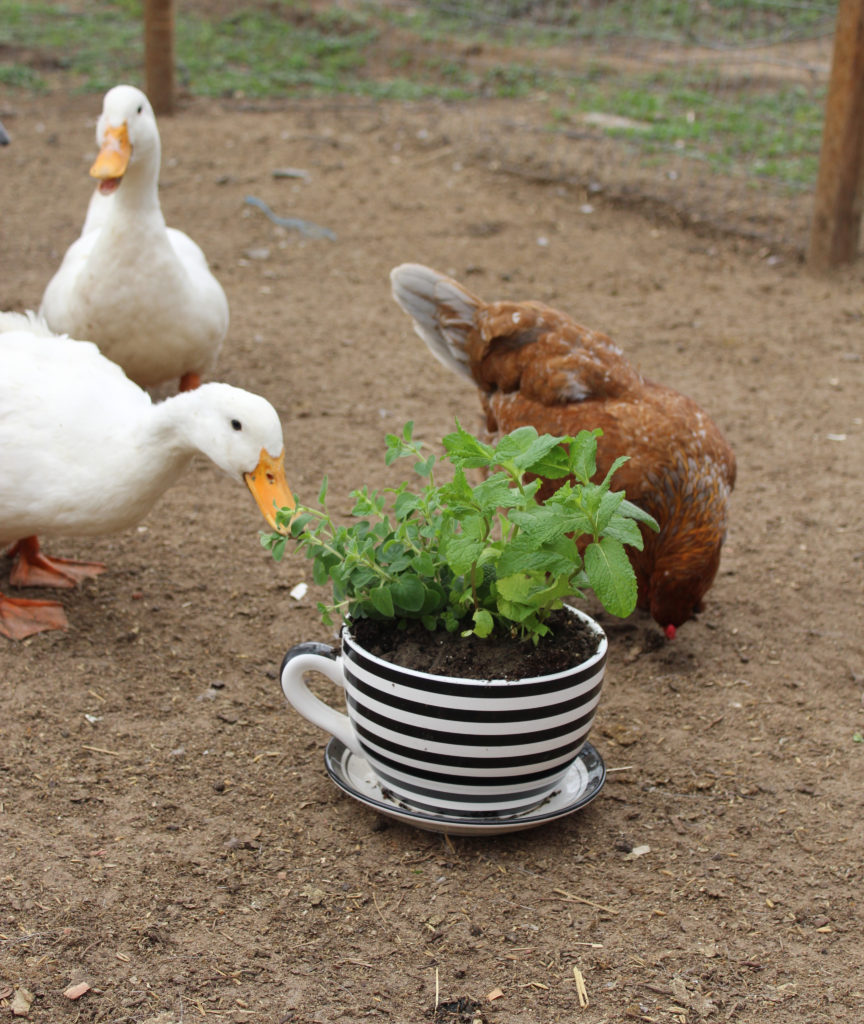 An Inviting Duck Habitat | Community Chickens