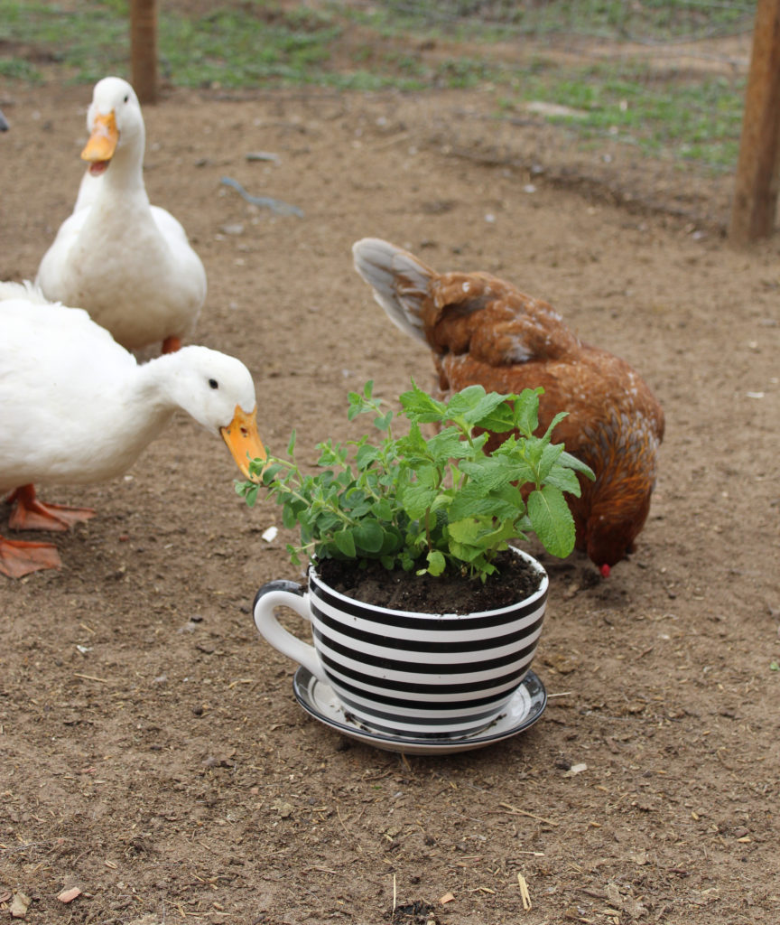 food for ducks to lay eggs