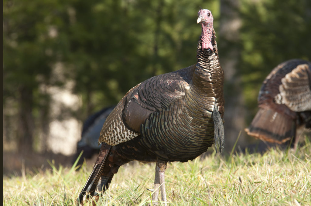 Varieties Of Wild Turkeys Community Chickens