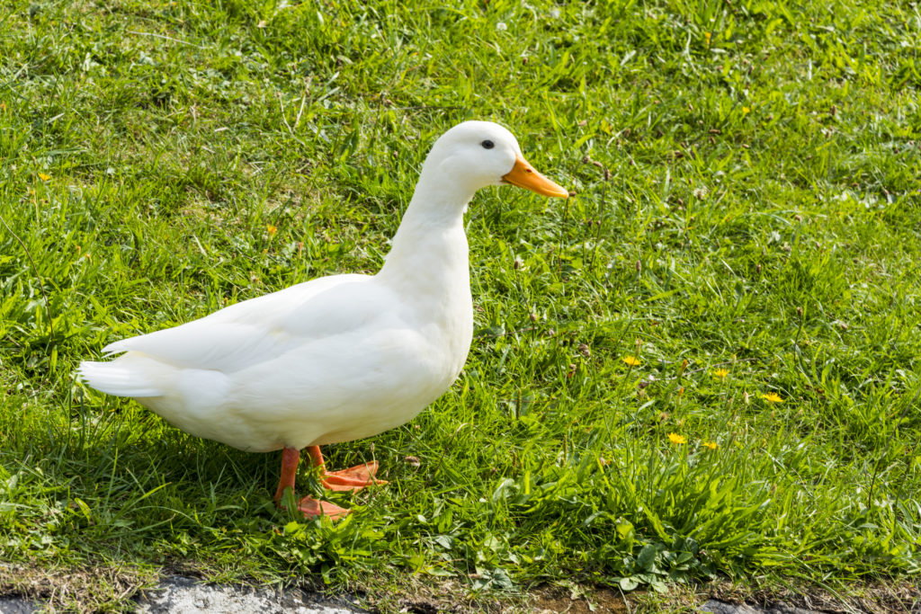  pato branco com bico cor-de-laranja em relva verde