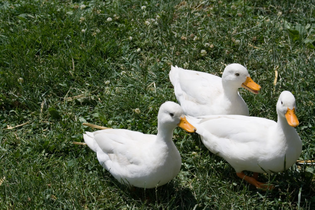 drie witte eenden op groen gras