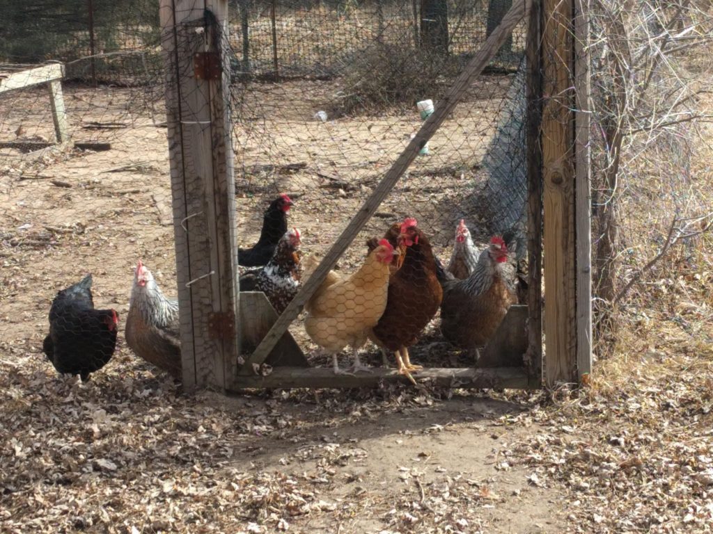 close up of chickens in run,