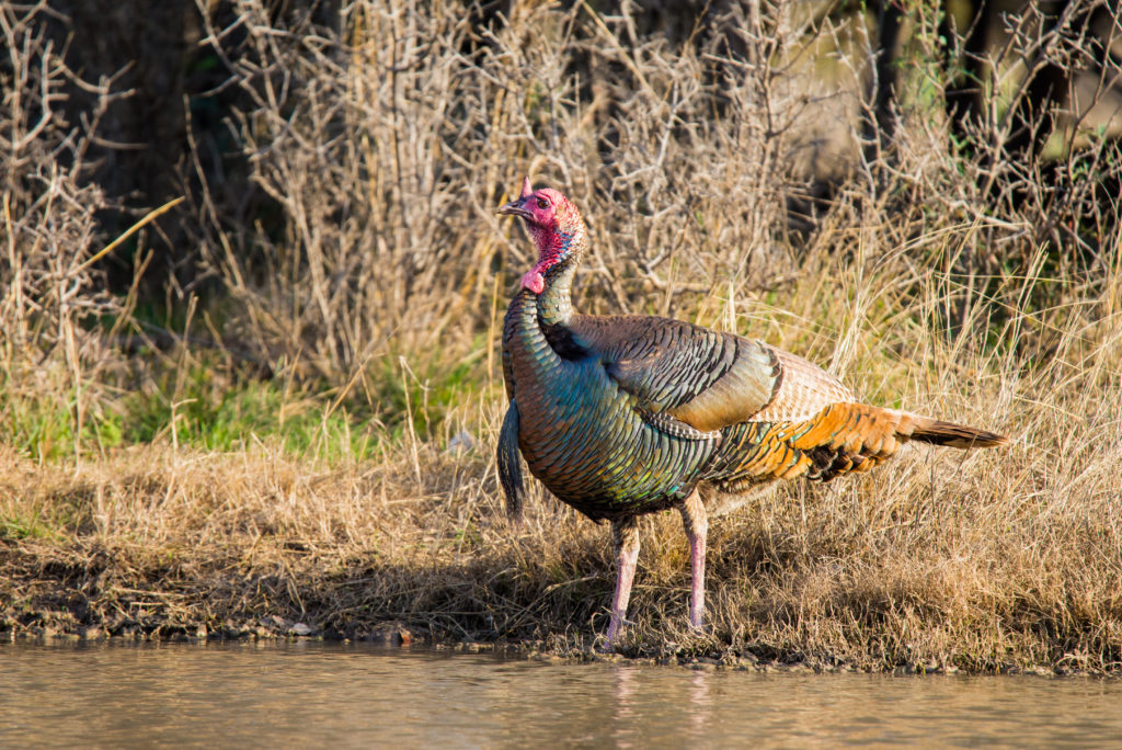 Varieties Of Wild Turkeys Community Chickens