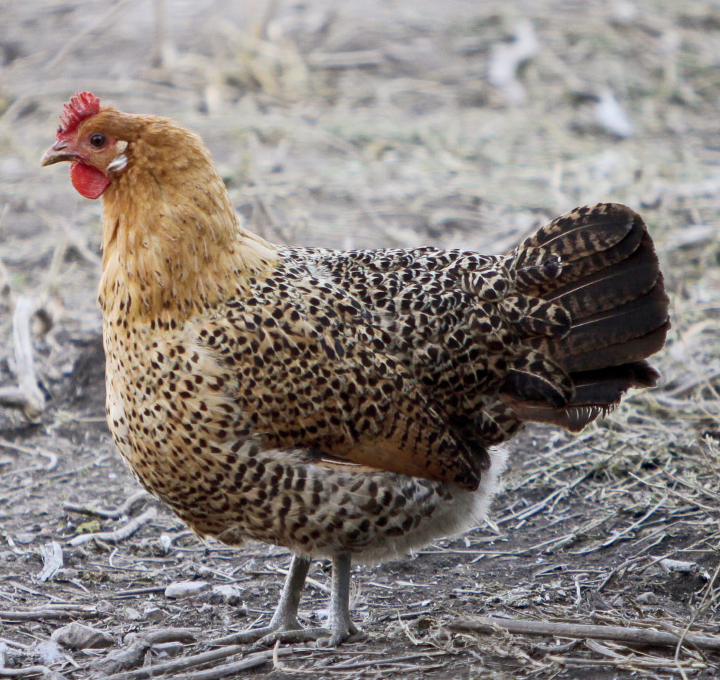 Sicilian Buttercup chicken