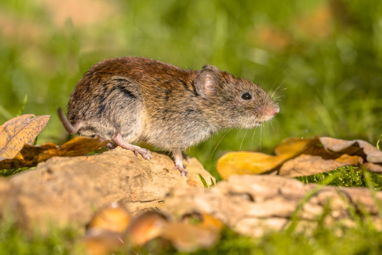 Why Are Rats Such a Concern? | Community Chickens