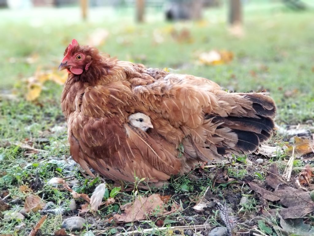 Orange chicken with pale yellow chick peeping out from under her wing