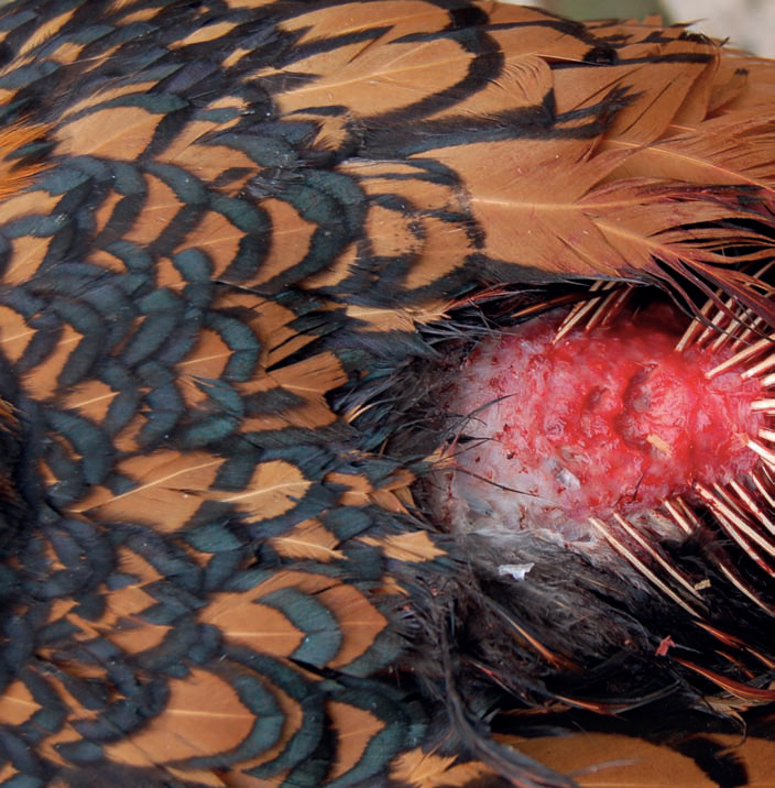 close-up shot of base of chicken's tail with all feathers missing