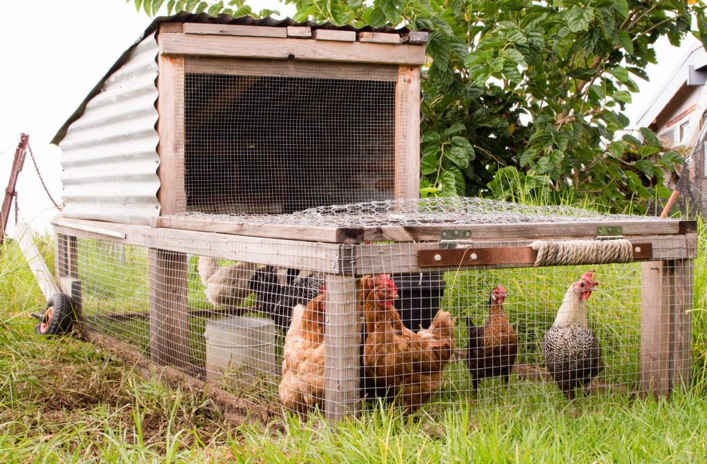 chicken tractor made of scrap materials