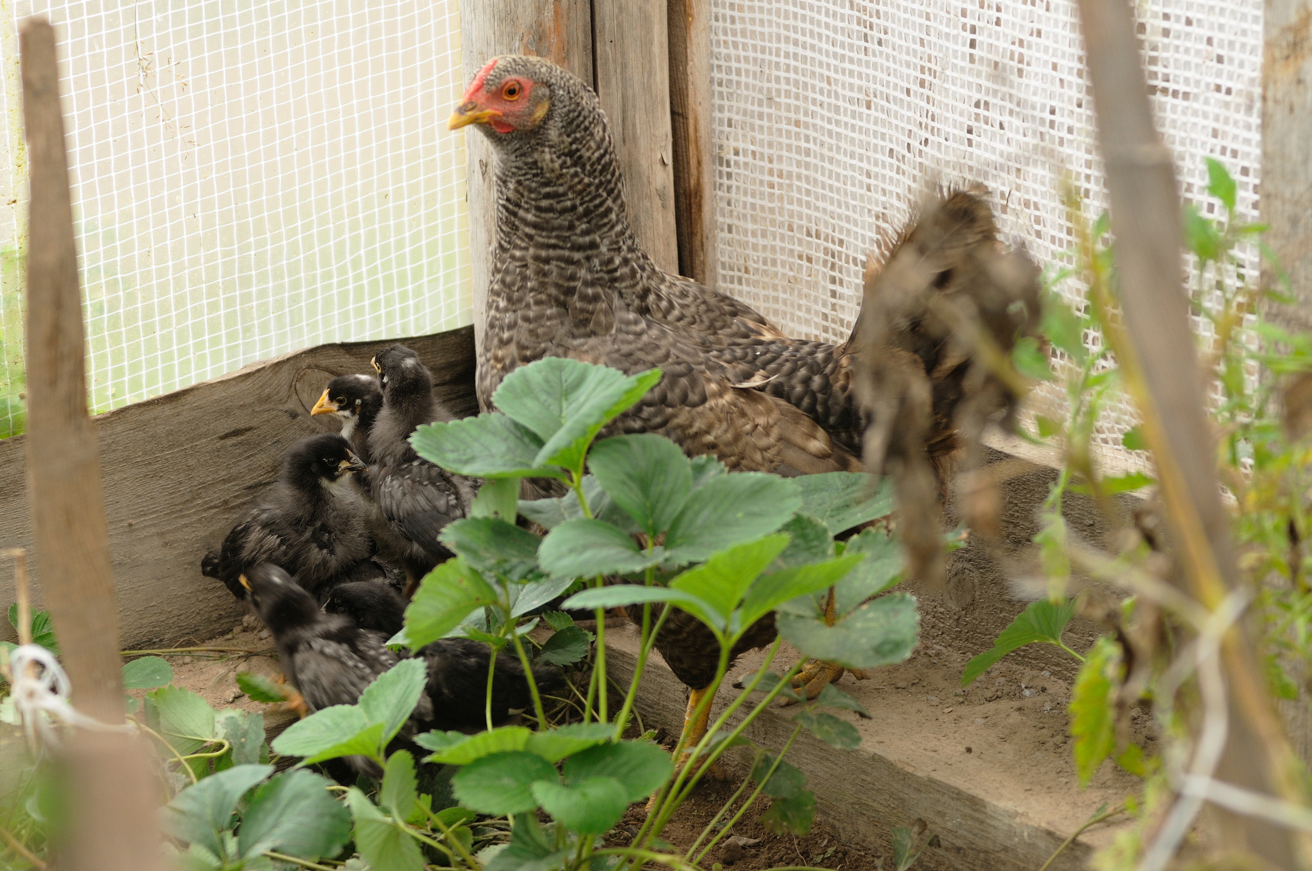 Chickens In The Greenhouse Community Chickens