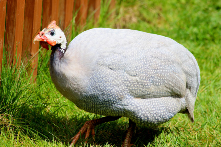 Guineas Create a Sensation | Community Chickens