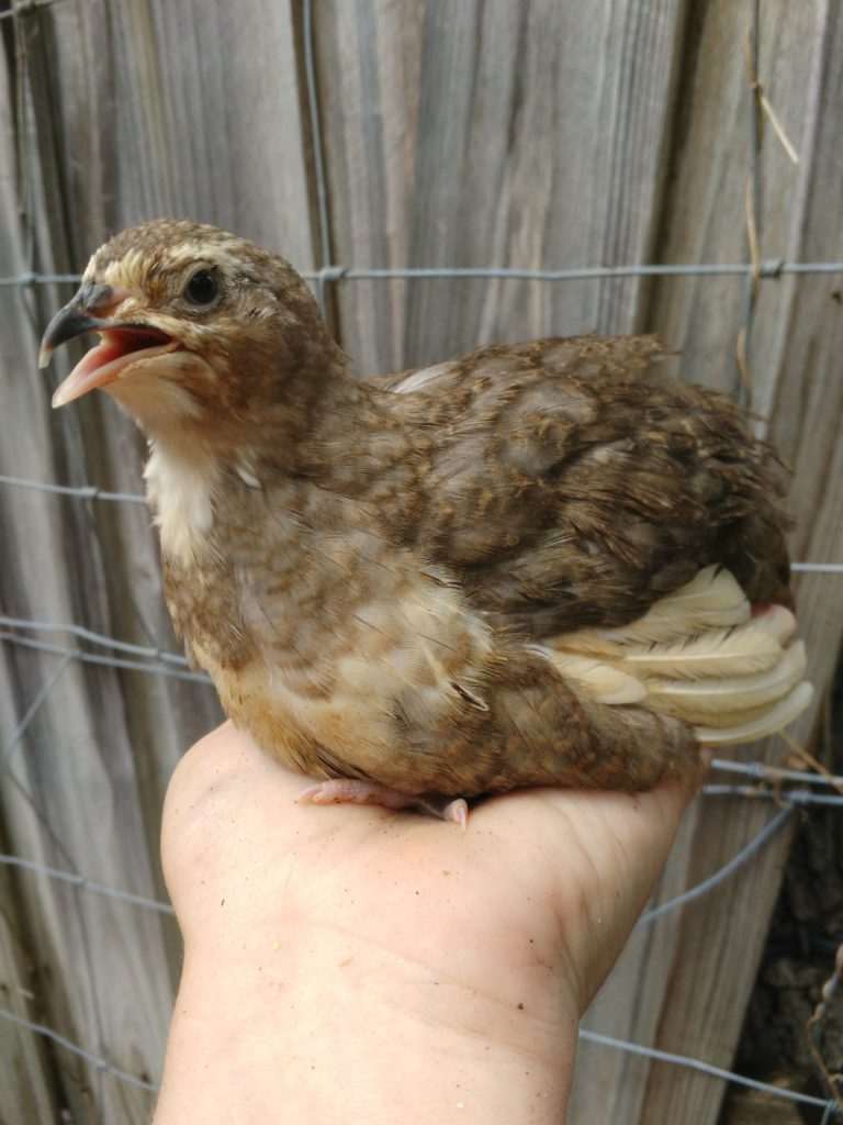 Selectively Breeding Coturnix Community Chickens