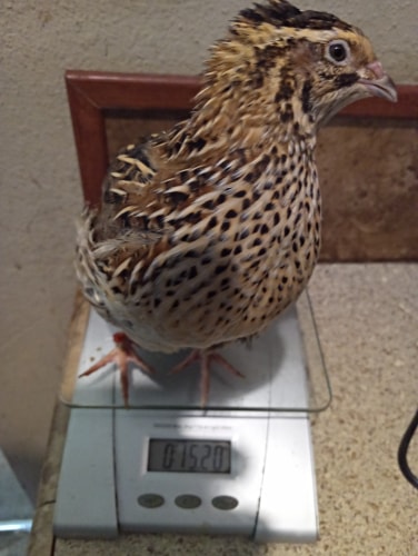 Selectively Breeding Coturnix Community Chickens