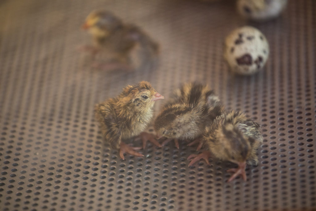 jumbo coturnix quail hatching eggs