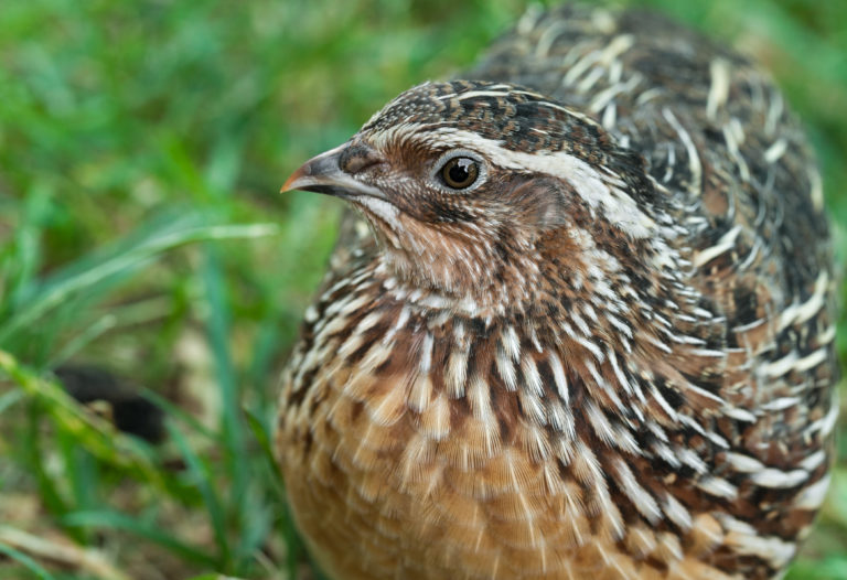 hatching-and-brooding-coturnix-quail-community-chickens