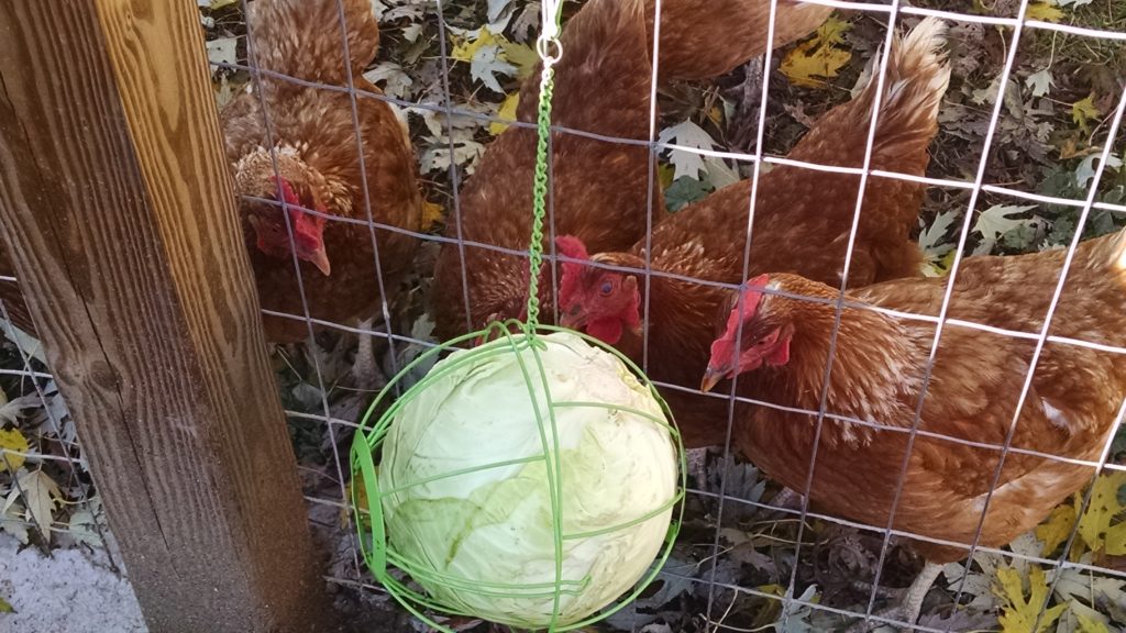 Winter chicken treats