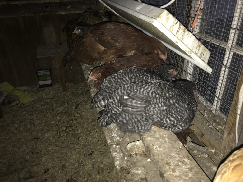 Winterizing the coop