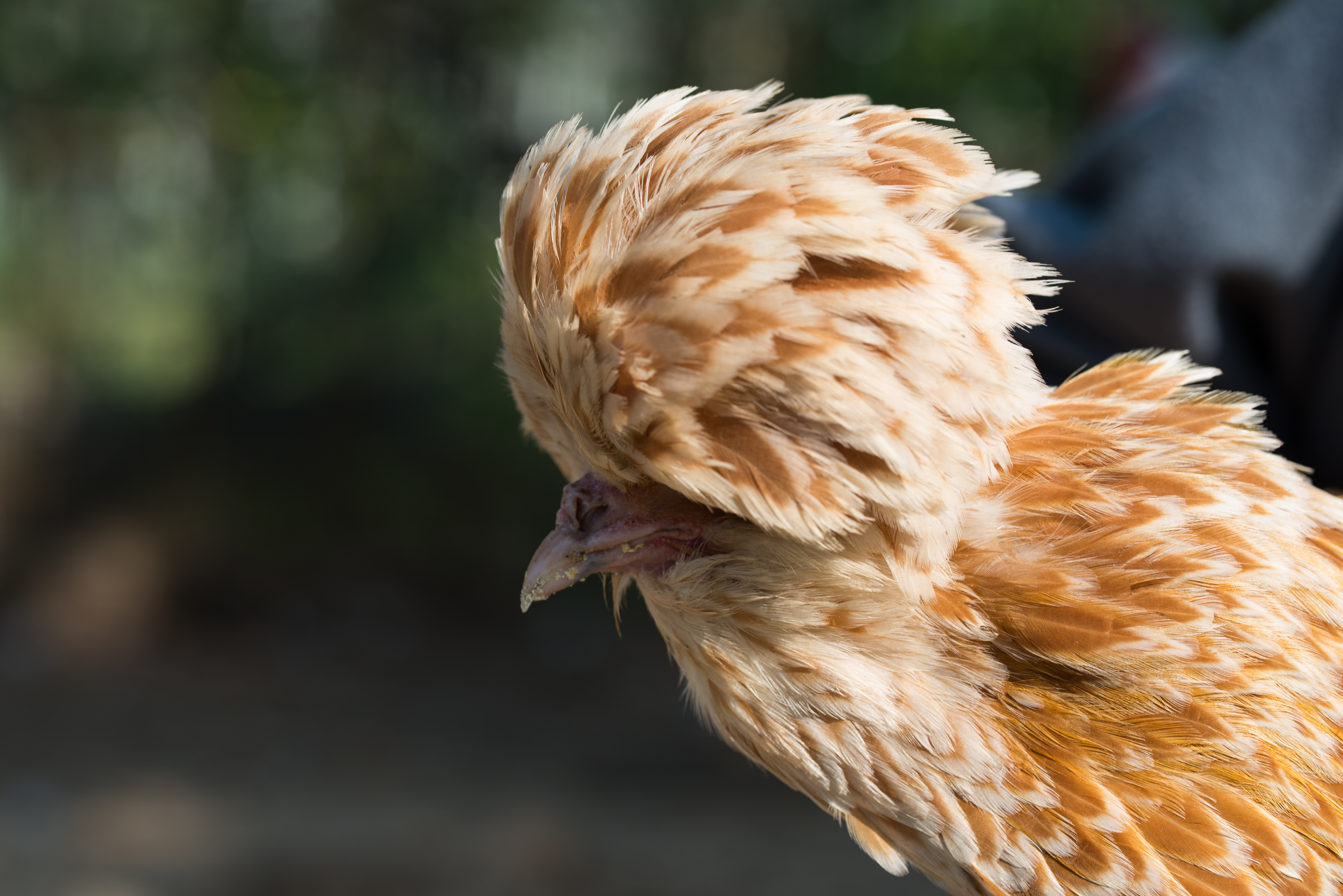 Breed Profile Paduan Chicken Community Chickens