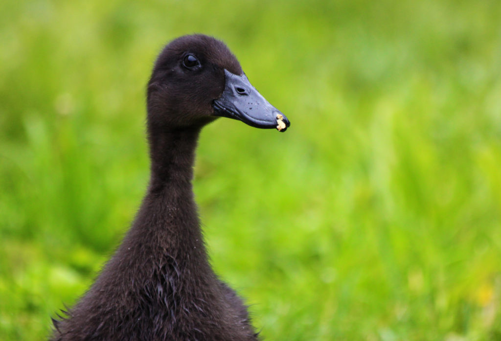 Cayuga duckling