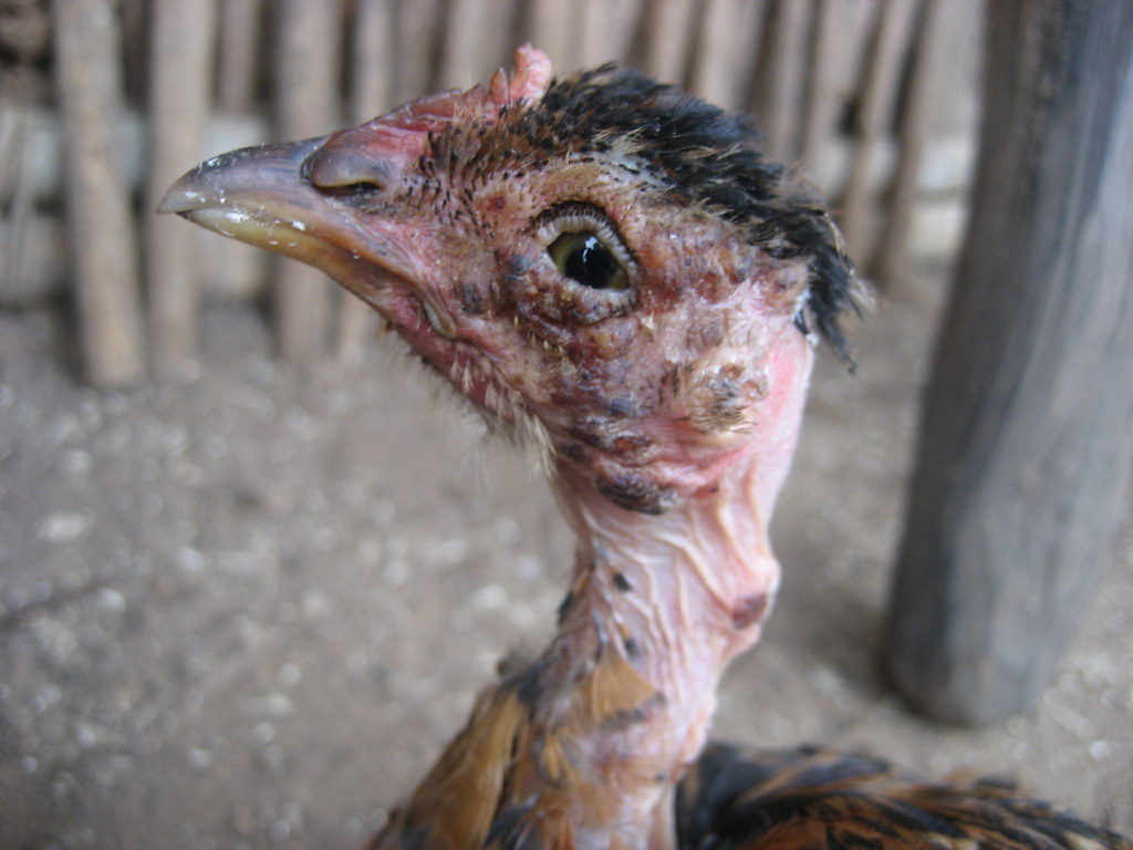 fowl pox vaccination in turkey clipart