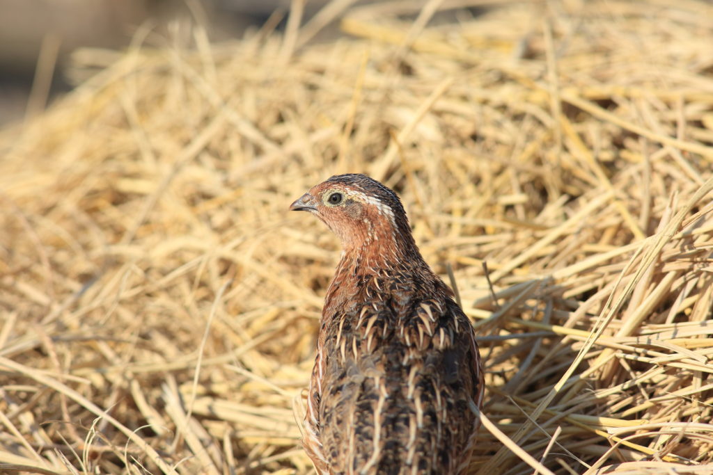 3 Types Of Quail Habitats Community Chickens