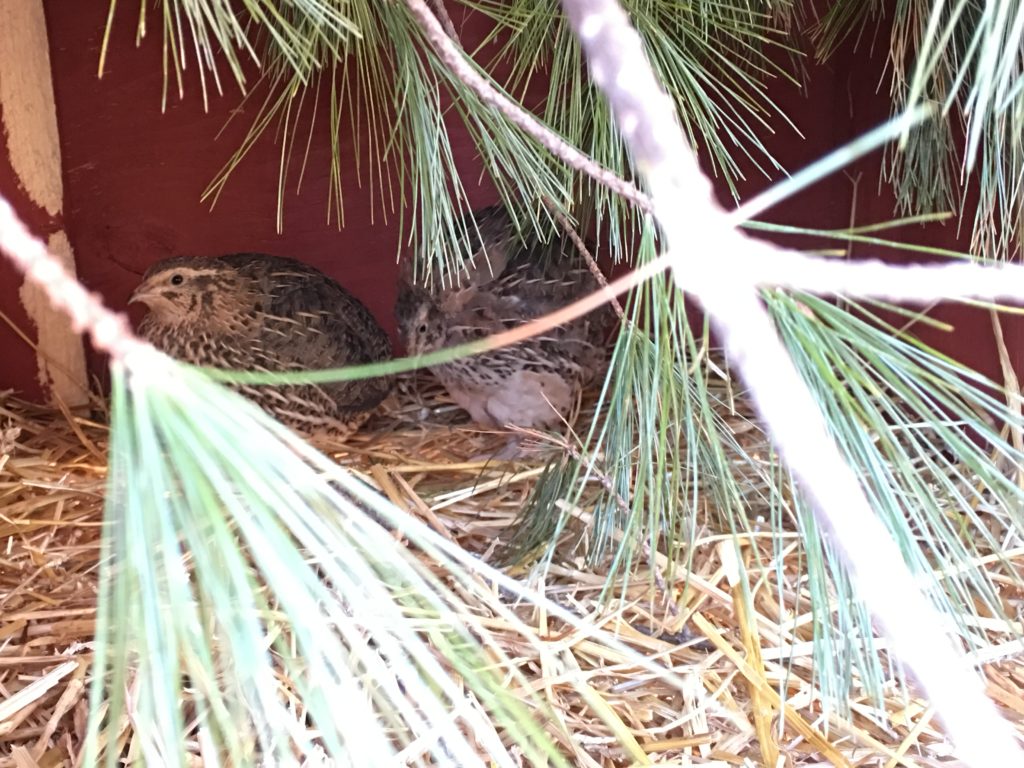 types of quail