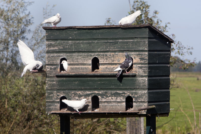 best pigeons for meat