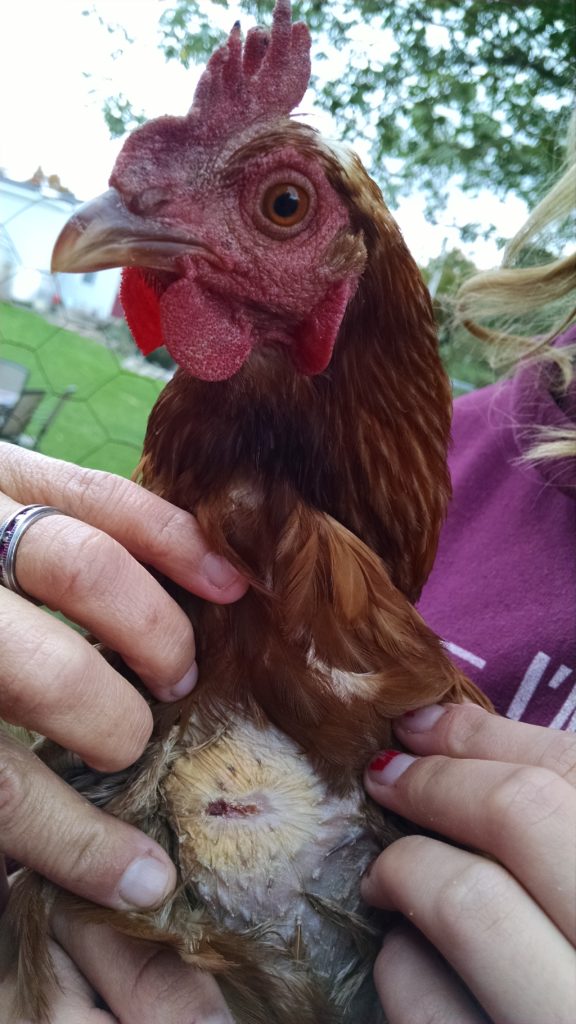 Chicken after impacted crop surgery