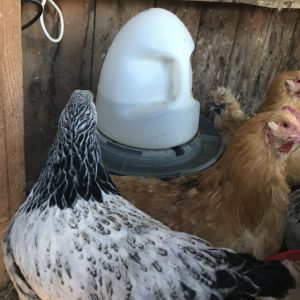 Heated Waterer