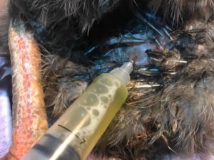 Draining ascites in chickens