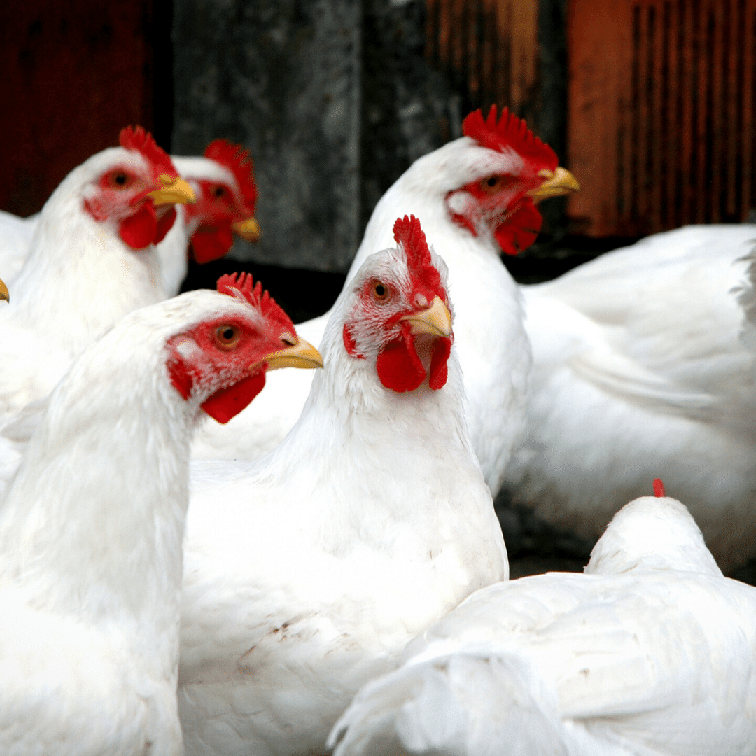 leghorn | Community Chickens